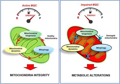 Physical Exercise: A Novel Tool to Protect Mitochondrial Health